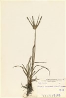 藏品(磚子苗)的圖片